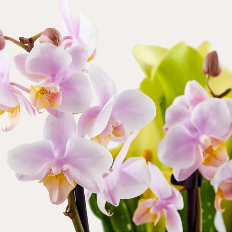 Rainbow Garden of Blooms
