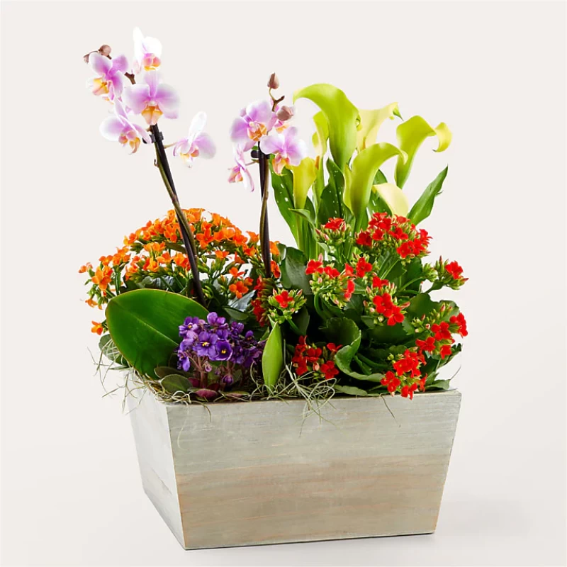 Rainbow Garden of Blooms